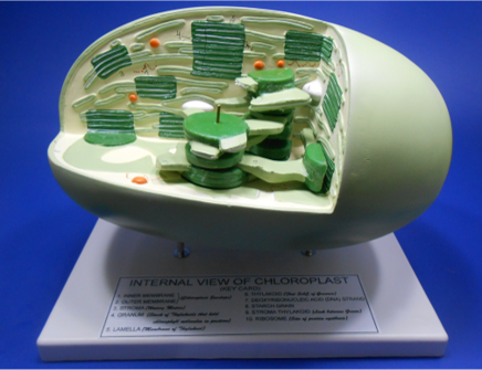 Model of Chloroplast Model of Chloroplast